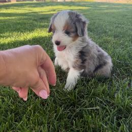 Pickle - Blue merle male Aussiedoodle puppy in Tonasket, Washington from V5 Aussies