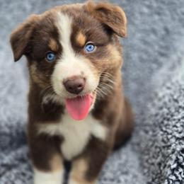 Lilly - Red tri-color female Australian Shepherd puppy in New Tazewell, Tennessee from D&D Australian Shepherds