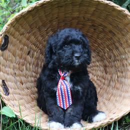Alfalfa - Black and white male Aussiedoodle puppy in Lexington, Alabama from Johnson’s Highland Pride Aussiedoodles