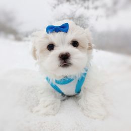 Companion Cross, Havanese, Mal-Shi, Maltese, Maltipoo, Morkie, and Shih Tzu Puppies from Seeking Shalom Acres Maltese, Maltipoos & Havamalts