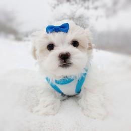 Companion Cross, Havanese, Mal-Shi, Maltese, Maltipoo, Morkie, and Shih Tzu Puppies from Seeking Shalom Acres Maltese, Maltipoos & Havamalts