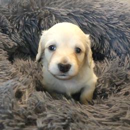 AKC Cream Girl - Cream female Dachshund puppy in Plant City, Florida from Oakley's Dachshund Ranch
