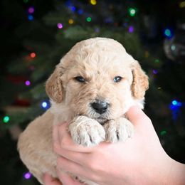 Prancer - White male Bernedoodle puppy in Lookout, California from Remington Kennels, LLC