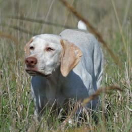 Braque du Bourbonnais from Rufnit Kennels, LLC