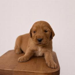 Red Color Girl - Dark golden female Golden Retriever puppy in Loma Rica, California from BloomingPuppies