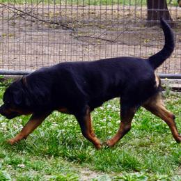 Neci - Rottweiler