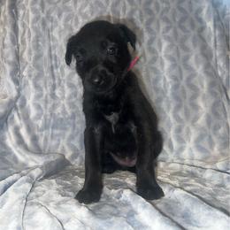 Voodoo - Black brindle female Dutch Shepherd puppy in Saint Amant, Louisiana from Mercy Kennels