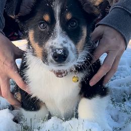 Cardigan Welsh Corgi Puppies from Wasatch