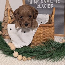 Glacier - Red and white female Cockapoo puppy in York, Pennsylvania from Emily's Cockapoos
