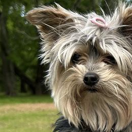Yorkshire Terriers from Baile Donn Farms
