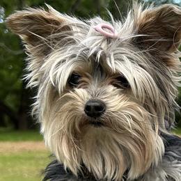 Yorkshire Terriers from Baile Donn Farms