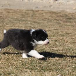 Anya - Black female Border Collie puppy in Tiskilwa, Illinois from First Harmony Farms