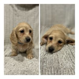 Dachshund Puppies from McJazzin Doxies