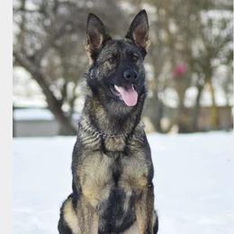 Ula - German Shepherd