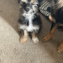 Toy Australian Shepherd and Yorkshire Terrier All Grown Up from CountryHart Kennels