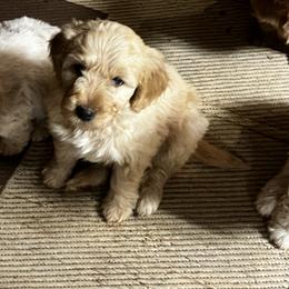 Goldendoodle Puppies from Simmons F1b Goldendoodles