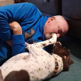 German Shorthaired Pointer All Grown Up from Edonja German Shorthaired Pointers