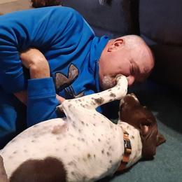 German Shorthaired Pointer All Grown Up from Edonja German Shorthaired Pointers