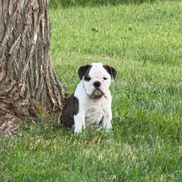 Daisy - Fawn brindle and white female Bulldog puppy in Hebron, North Dakota from Gina's Bulldogs