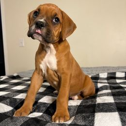 Male 1 - Fawn male Boxer puppy in Prestonsburg, Kentucky from Bre’s Boxers