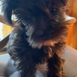 Miniature Schnauzers from Lee Miniature Schnauzers