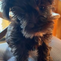 Miniature Schnauzers from Lee Miniature Schnauzers