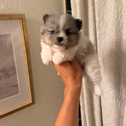 Jessie - Blue merle female Pomeranian puppy in Muskogee, Oklahoma from Wonderlust Pomeranians