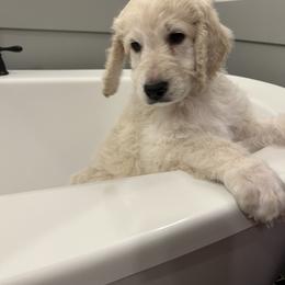 Goldendoodle Puppies from Hani's family