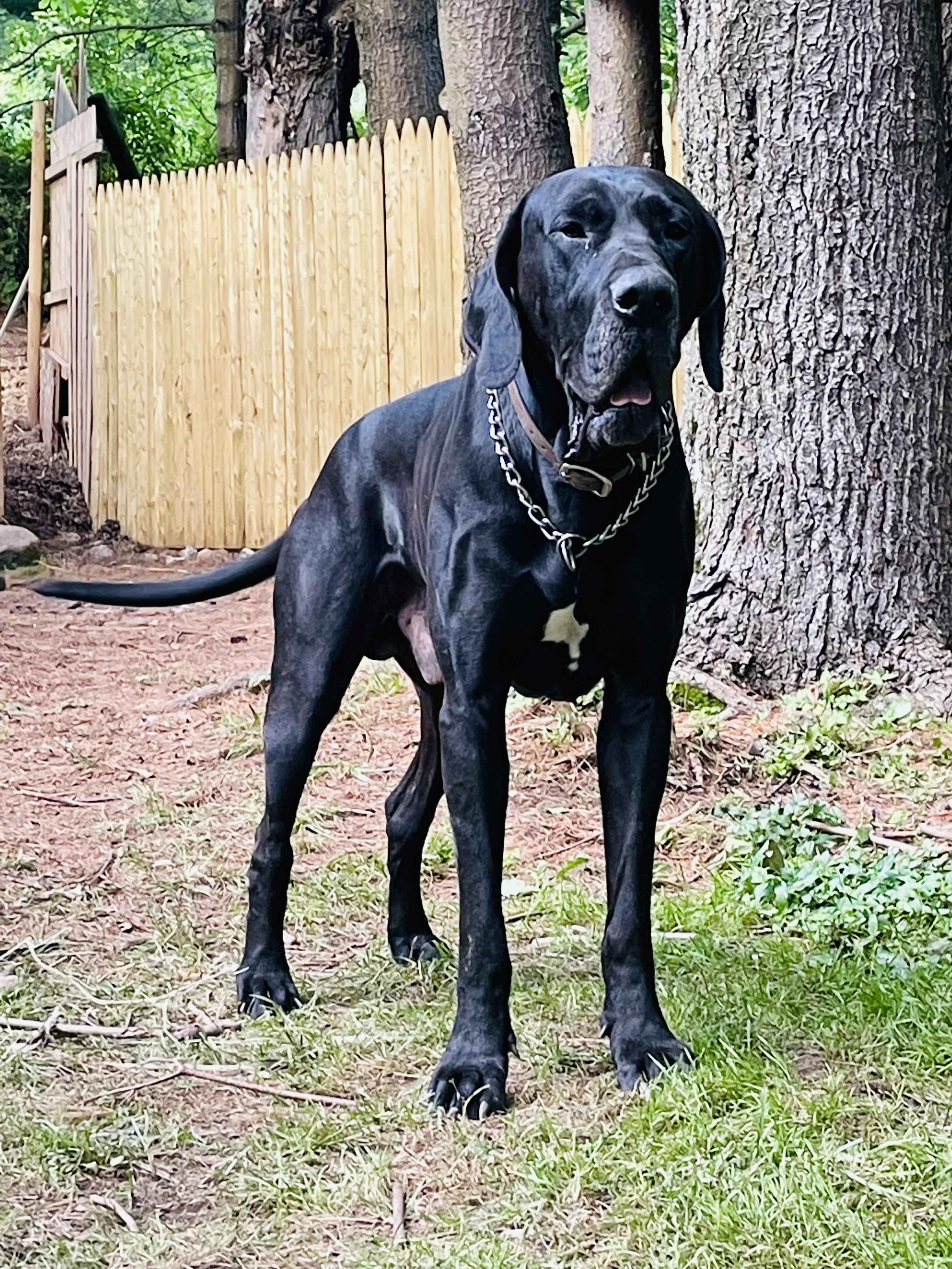 Goliath