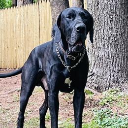 Goliath - Great Dane
