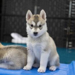 Twinkle - Gray and white female Siberian Husky puppy in North Miami, Florida from Kardrovi Siberians