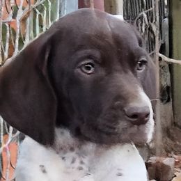 Star - White and liver German Shorthaired Pointer puppy in Bartlett, Tennessee from Pickett's Pride