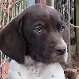 Star - White and liver German Shorthaired Pointer puppy in Bartlett, Tennessee from Pickett's Pride