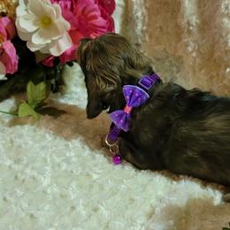 Dachshund Puppies from CLARK'S BREEDING PROGRAM