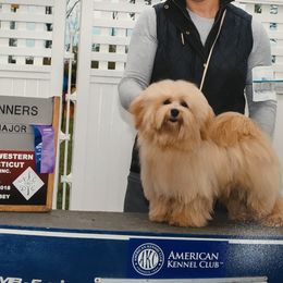 Poppy  - Havanese