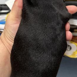 Dachshund Puppies from Witchy Woman’s Wiener’s