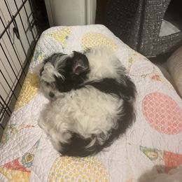 Cavalier King Charles Spaniel, Cavapoo, Maltipoo, and Poodle Puppies from Lainy's Puppies