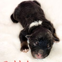 Rabbit - Black tri male Miniature Australian Shepherd puppy in Mc Alester, Oklahoma from Angel's Aussies
