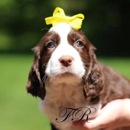 English Springer Spaniel and Springerdoodle Puppies from Family Raised Doodles