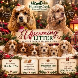 Cocker Spaniel puppies from Hunting Creek Kennels & Farm