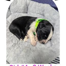 Australian Shepherd and Great Dane Puppies from AEW Farm