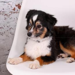 Assorted Doodle Crosses, Aussiedoodles, Bernedoodles, Cavapoos, Goldendoodles, and Miniature Australian Shepherds from Happy Top Doodles