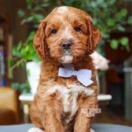 Sprout - Red  male Goldendoodle puppy in Salado, Texas from Red Ranch Dogs