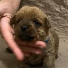 Blue Collar Boy - Red male Norfolk Terrier puppy in Bristol, Tennessee from Holston Hollow Farm