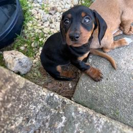 Pete - Black and tan male Dachshund puppy in Mountain Home, Arkansas from Furry Friends Kennel