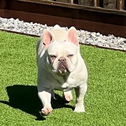 Stormie - French Bulldog