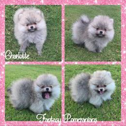 Charlotte - Cream sable female Pomeranian puppy in Anna, Texas from Fantasy Pomeranians & Fantasy Aussies