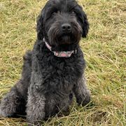Cleo - Whoodle