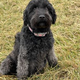 Cleo - Whoodle