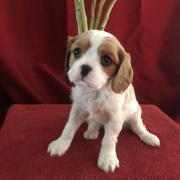 Cavalier King Charles Spaniel Puppies from Christina’s Cavaliers